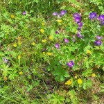 Trevlig midsommar!