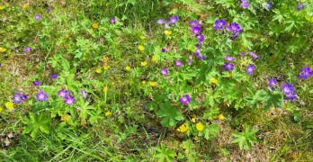 Trevlig midsommar!